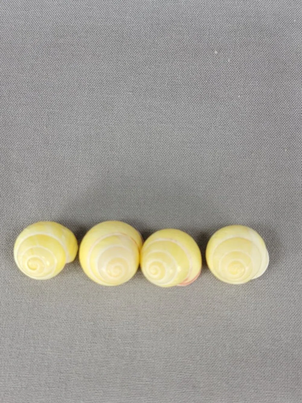 Yellow Banded Land Snail Shells Lot of 4 Decor Crafts